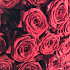 51 роза с лентой - Фото 6