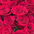 51 шикарная красная Роза - Фото 2