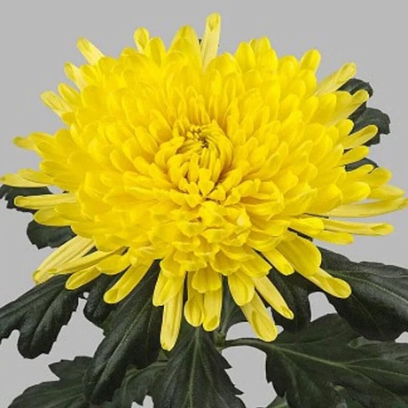 Букет Манго - Фото 4