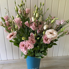 Лизиантус розовый