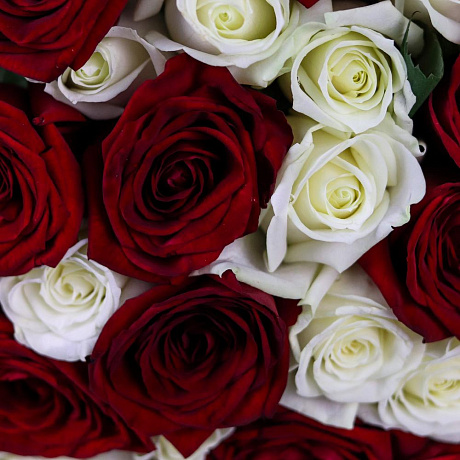 Букет из 51 красно-белой розы (50 см). N885 - Фото 6