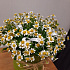 Композиция цветов в шляпной коробке Ромашки - Фото 3