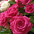 Кустовые розы в шляпной коробке №160 - Фото 6