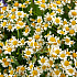 Букет цветов Полянка чудес №160 - Фото 3