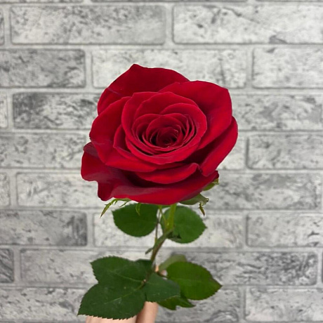 Роза VIP Premium Колумбия 40 см - Фото 5