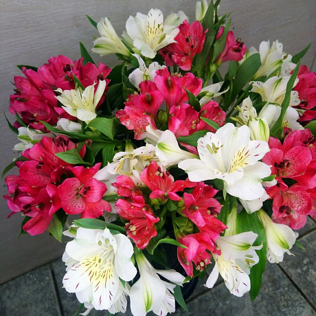 Альстрамерия 15 - Фото 2