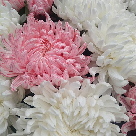 Букет Зефирное облако  №161 - Фото 4