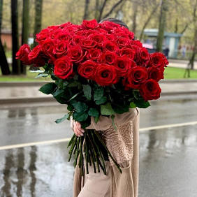Роза красная бордовая