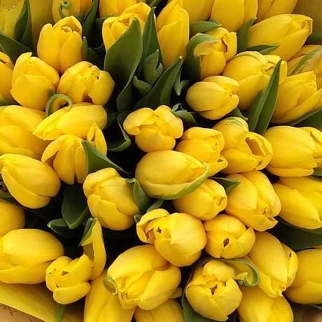 51 желтый тюльпан в крафте - Фото 4