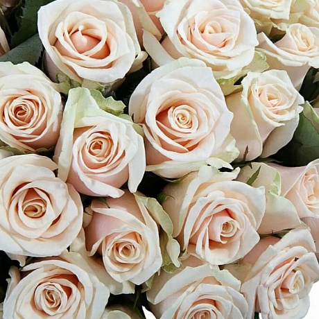 Букет из 19 кремовых роз Талея №161 - Фото 2
