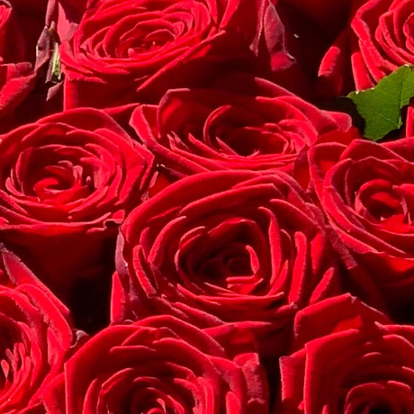 Букет из 51 Красных роз №161 - Фото 6