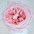Букет 21 пионовидная роза Pink O Hara - Фото 2