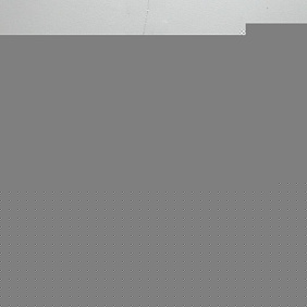 Шикарная эквадорская роза  35 шт