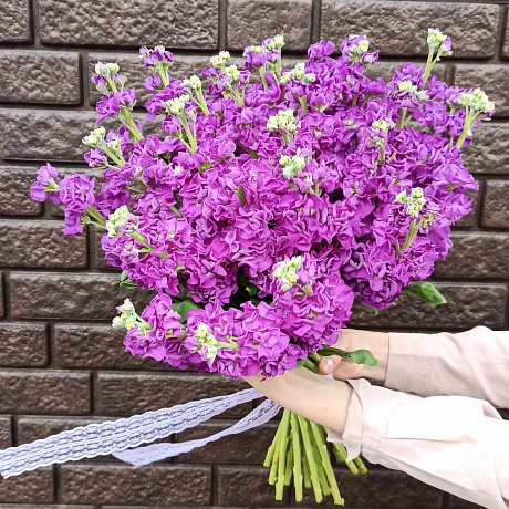 Букет из глубоко пурпурной маттиолы - Фото 4