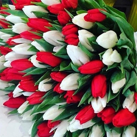 Букет из 101 красно-белого тюльпана - Фото 3