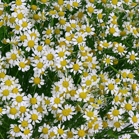 Букет из 51 ромашки-матрикария - Фото 3