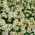 Букет из 51 ромашки-матрикария - Фото 3