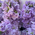 Букет цветов Ароматная маттиола №163 - Фото 6