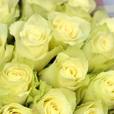 Букет из 15 белых роз премиум 50 см - Фото 2