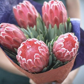 Роза Африканская