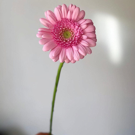 Гермини розовая - Фото 2