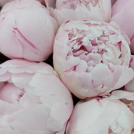 11 розовых пионов с оформлением - Фото 5