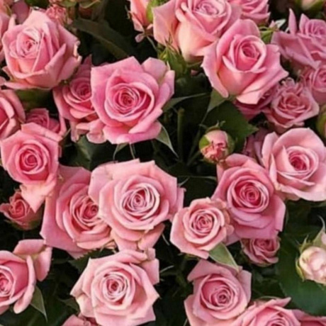 Букет из 19 кустовых розовых роз - Фото 4