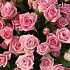 Букет из 19 кустовых розовых роз - Фото 4