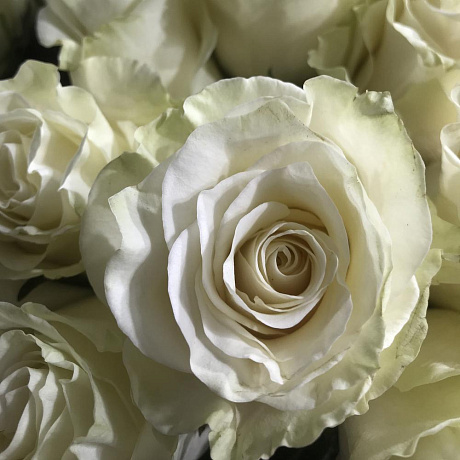 Букет 19 белых роз 70 см - Фото 6
