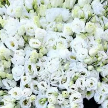 Букет из 101 белой эустомы - Фото 4