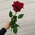 Роза Эквадор 60 см - Фото 3