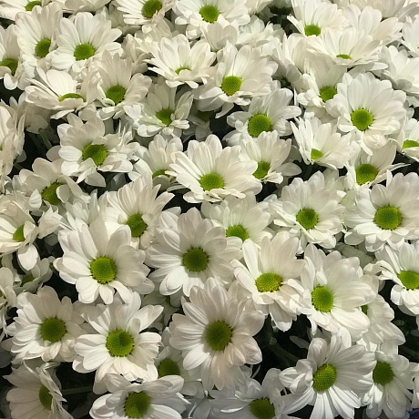 Букет цветов Бакарди №160 - Фото 4