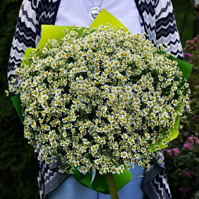 Букет из белых ромашек (танацетум)