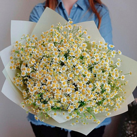 Букет из живой кустовой ромашки 25 шт