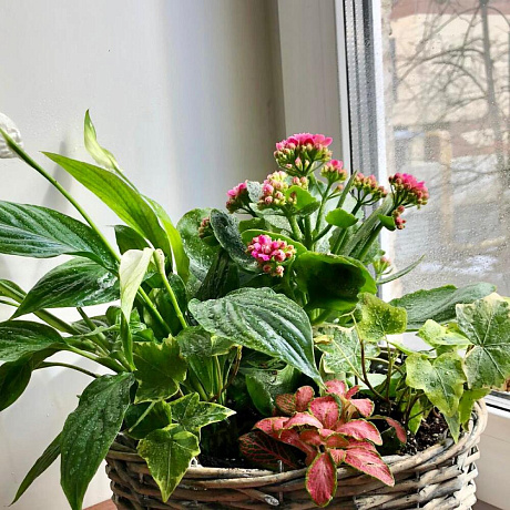 Корзина с многолетними цветущими растениями - Фото 6