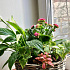 Корзина с многолетними цветущими растениями - Фото 6