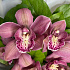 Букет из 5 розовых орхидей - Фото 3