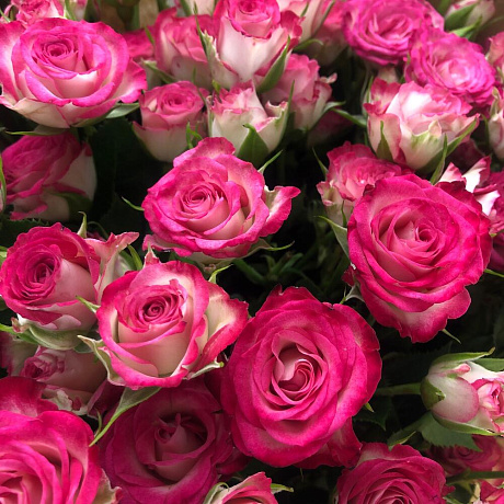 Роза кустовая 17шт розовая - Фото 5