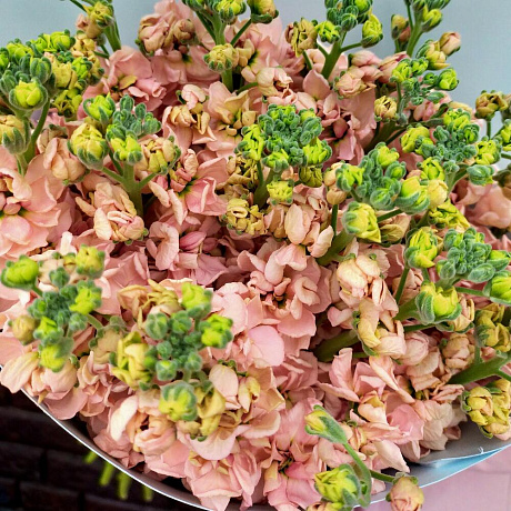 Букет из пудровой маттиолы - Фото 5