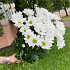 Хризантема кустовая 7 - Фото 4