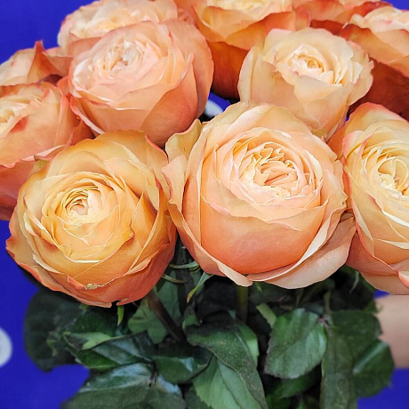 Букет из Пионовидных роз №160 - Фото 3