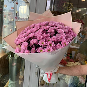 Розовые хризантемы