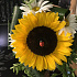Букет цветов Солнечное лето №161 - Фото 1