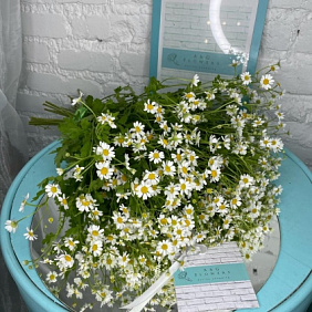 15 танацетума