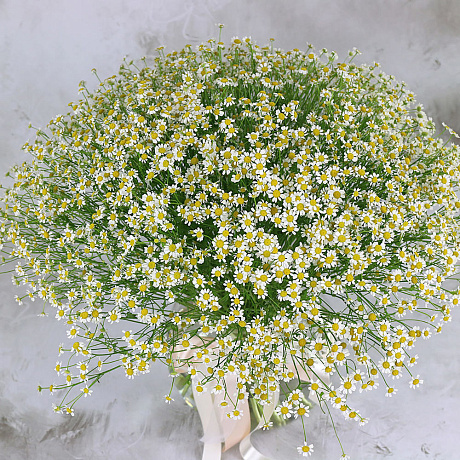 Букет из 51 ромашки-матрикария - Фото 2