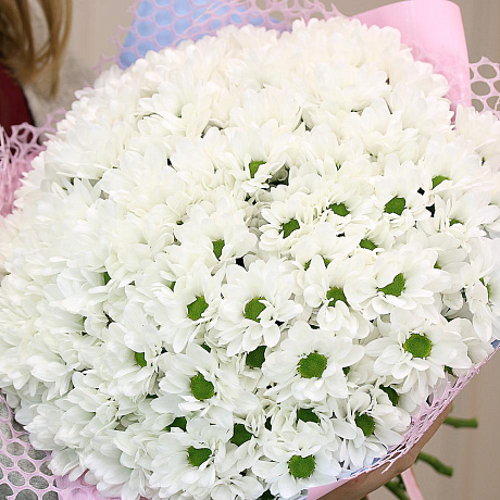 Букет из 25 белых кустовых хризантем Бакарди - Фото 5