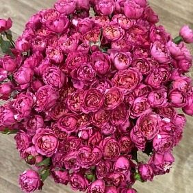 Роза пион №160