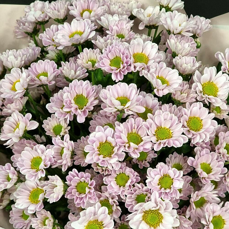 Букет из Сантини 11шт - Фото 3