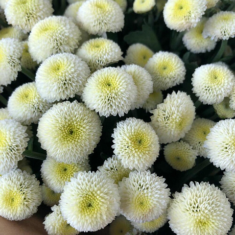 Букет цветов Гоу Гоу - Фото 4