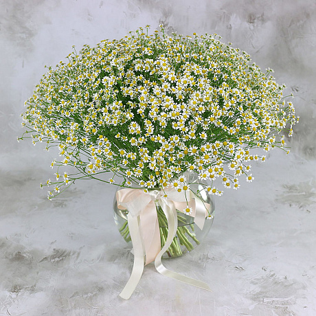 Букет из 51 ромашки-матрикария - Фото 5